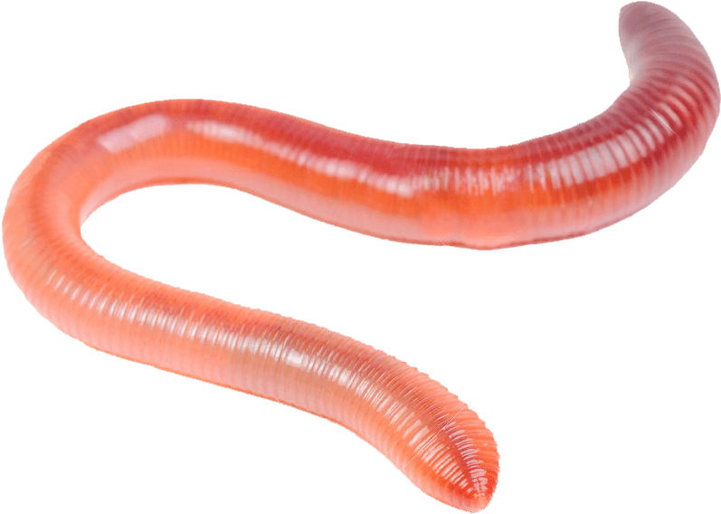 worm